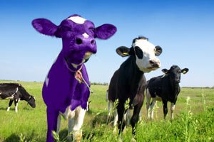 Purple Cow - Seth Godin